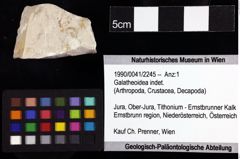 Foto (Objket + Etiketten) von Galatheoidea indet. 